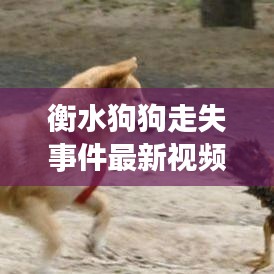 衡水狗狗走失事件最新视频报道,搜救进展与感人瞬间