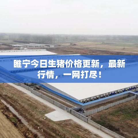 睢宁今日生猪价格更新,最新行情,一网打尽!