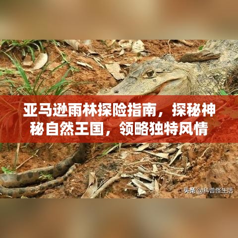 亚马逊雨林探险指南，探秘神秘自然王国，领略独特风情
