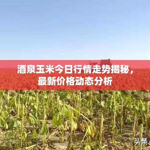 酒泉玉米今日行情走势揭秘,最新价格动态分析