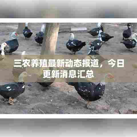 三农养殖最新动态报道,今日更新消息汇总