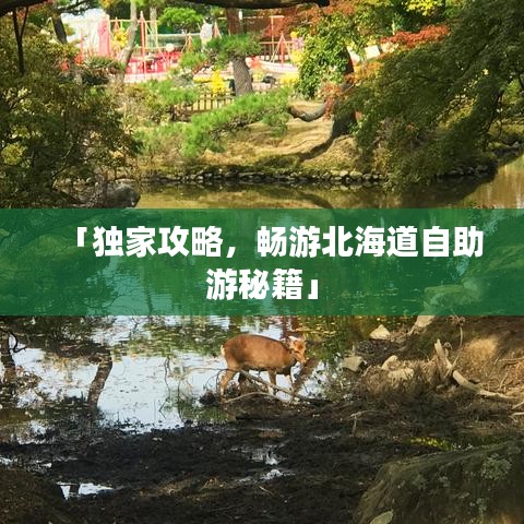 「独家攻略,畅游北海道自助游秘籍」