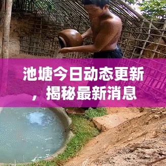 池塘今日动态更新,揭秘最新消息