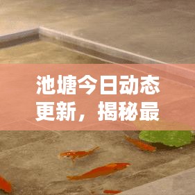 池塘今日动态更新,揭秘最新消息