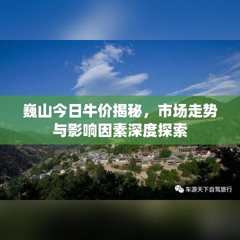 巍山今日牛价揭秘，市场走势与影响因素深度探索