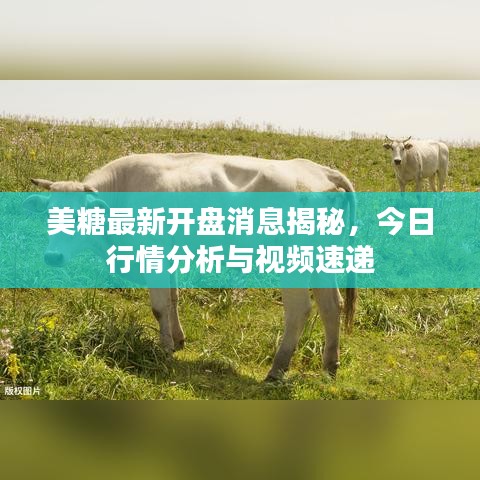 美糖最新开盘消息揭秘,今日行情分析与视频速递