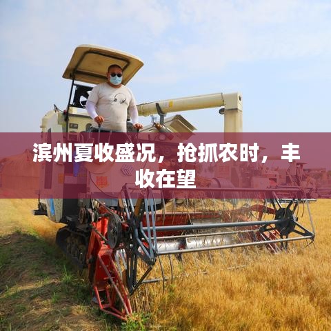 滨州夏收盛况，抢抓农时，丰收在望