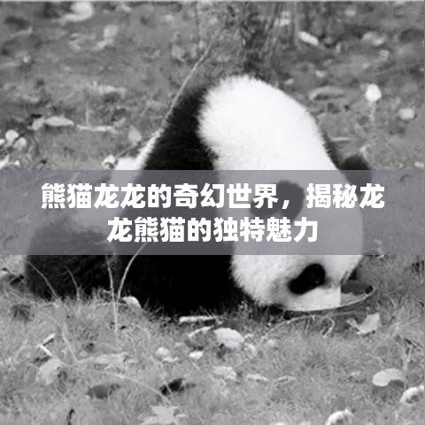 熊猫龙龙的奇幻世界,揭秘龙龙熊猫的独特魅力