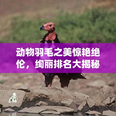 动物羽毛之美惊艳绝伦,绚丽排名大揭秘!