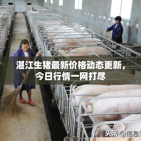 湛江生猪最新价格动态更新,今日行情一网打尽