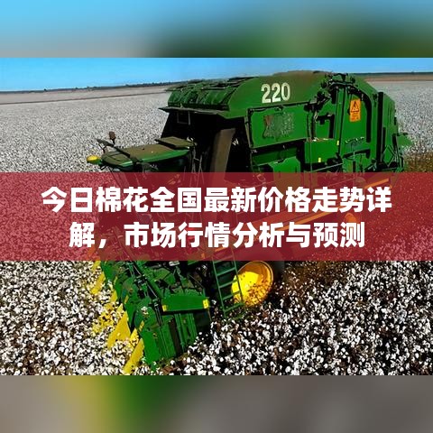 今日棉花全国最新价格走势详解,市场行情分析与预测