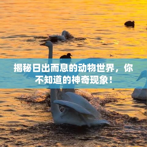 揭秘日出而息的动物世界,你不知道的神奇现象!