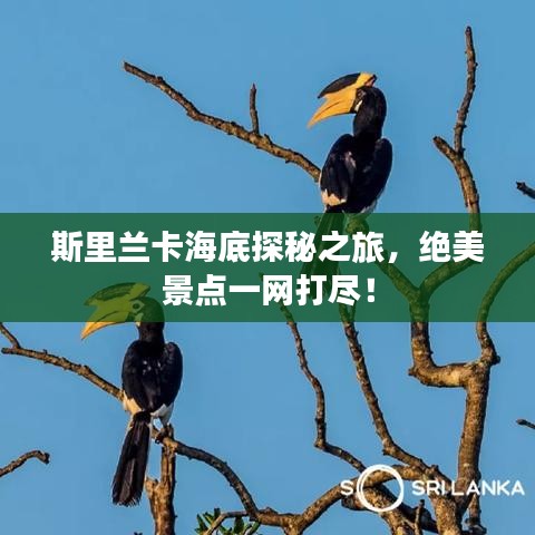 斯里兰卡海底探秘之旅，绝美景点一网打尽！