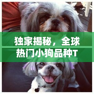 独家揭秘,全球热门小狗品种TOP10榜单!