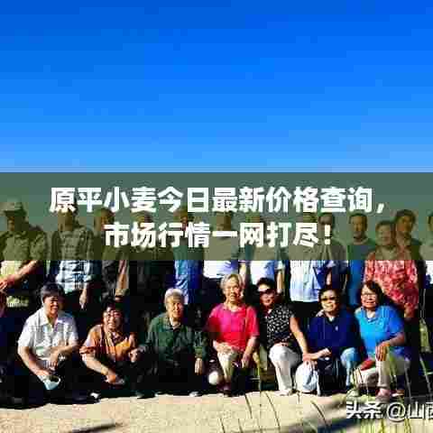 原平小麦今日最新价格查询，市场行情一网打尽！