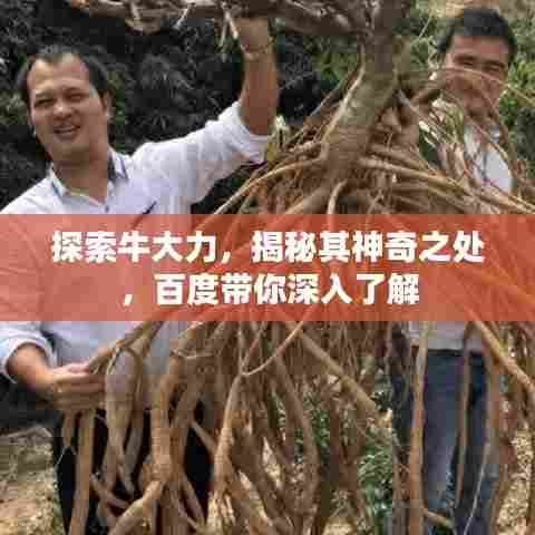 探索牛大力,揭秘其神奇之处,百度带你深入了解