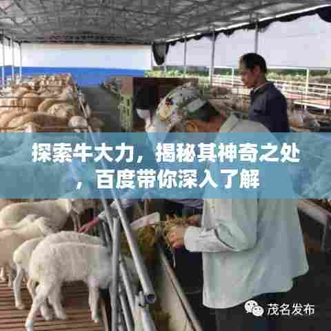 探索牛大力,揭秘其神奇之处,百度带你深入了解