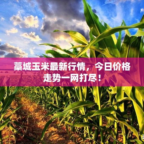 藁城玉米最新行情,今日价格走势一网打尽!
