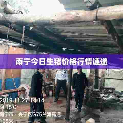 南宁今日生猪价格行情速递