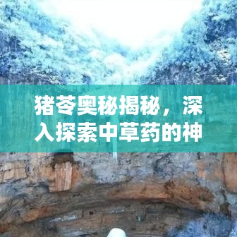 猪苓奥秘揭秘,深入探索中草药的神奇世界