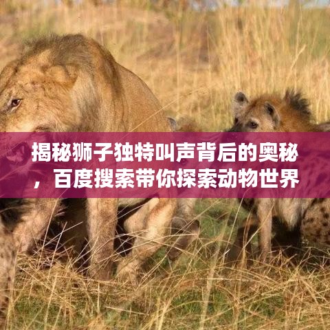 揭秘狮子独特叫声背后的奥秘,百度搜索带你探索动物世界!