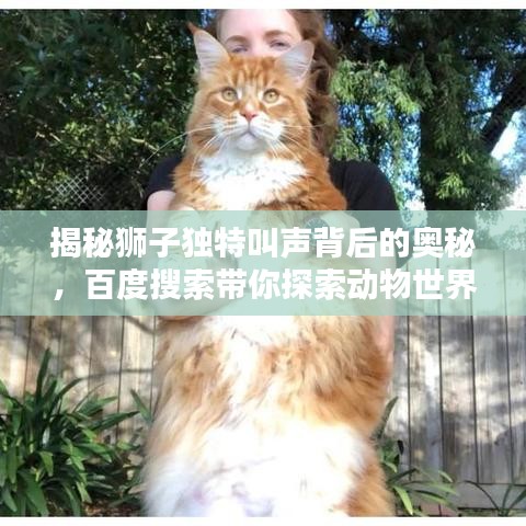 揭秘狮子独特叫声背后的奥秘,百度搜索带你探索动物世界!