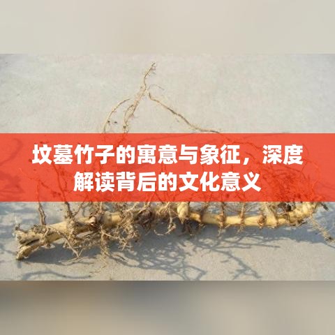 坟墓竹子的寓意与象征,深度解读背后的文化意义