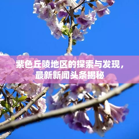 紫色丘陵地区的探索与发现,最新新闻头条揭秘