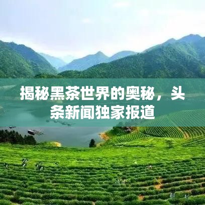 揭秘黑茶世界的奥秘，头条新闻独家报道