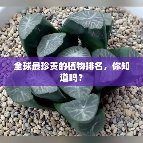 全球最珍贵的植物排名,你知道吗?