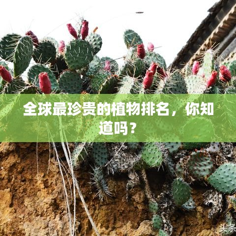 全球最珍贵的植物排名,你知道吗?