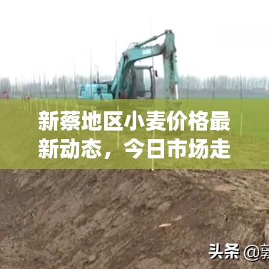 新蔡地区小麦价格最新动态,今日市场走势分析与价格更新