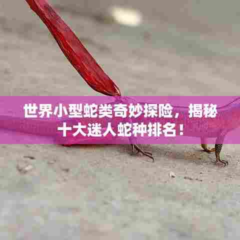 世界小型蛇类奇妙探险，揭秘十大迷人蛇种排名！