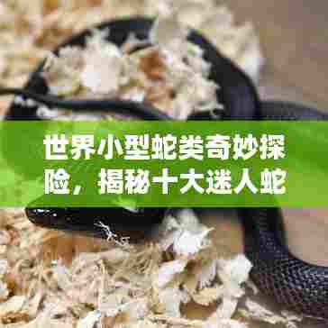 世界小型蛇类奇妙探险,揭秘十大迷人蛇种排名!