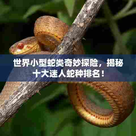 世界小型蛇类奇妙探险,揭秘十大迷人蛇种排名!