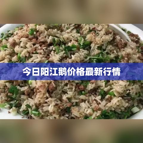 今日阳江鹅价格最新行情