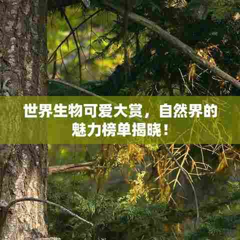 世界生物可爱大赏,自然界的魅力榜单揭晓!