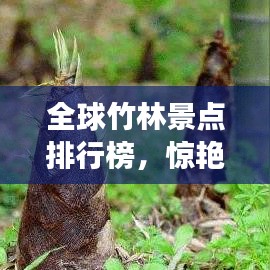 全球竹林景点排行榜，惊艳你的绿色旅行之选